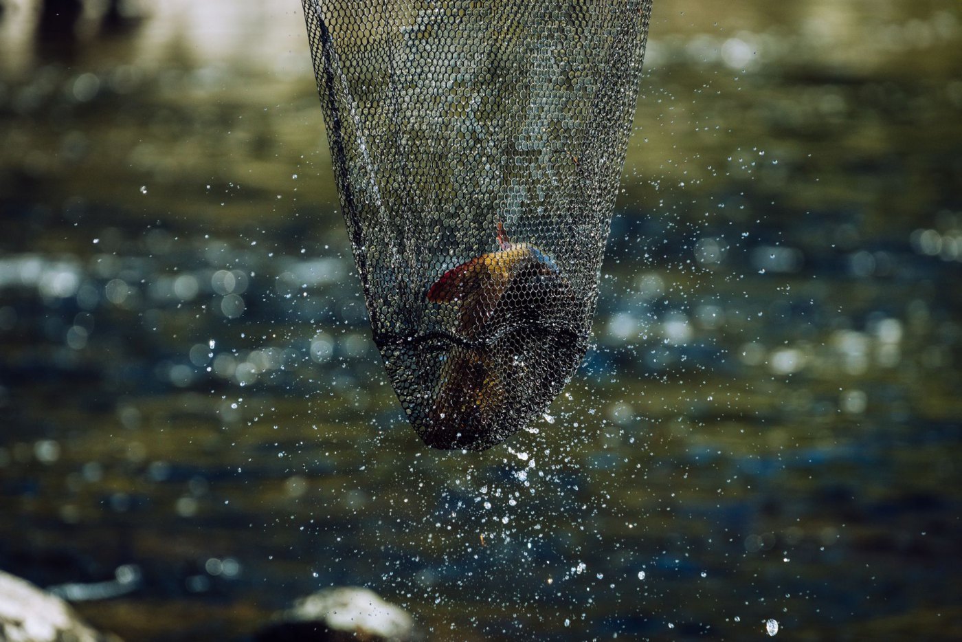Épuisette carpe Ø 90 cm — manche 1,80 m